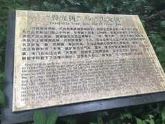 -天目山大树王景区