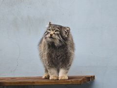 -青藏高原野生动物园