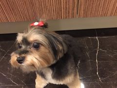 -Oh My Dog宠物沙龙(伊珊娜皮毛护理店)