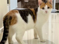 -纳吉亚猫专科动物诊疗中心(蒋宅口分院)