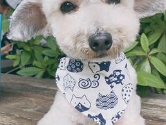 -汪说喵讲宠物乐园宠物酒店(红星美凯龙店)