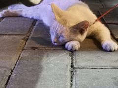 -清真·马文砂锅大全