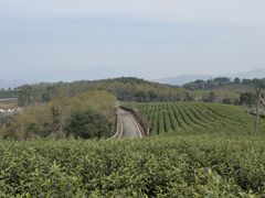 -桑洲油菜花景区