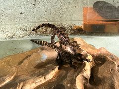 -绿色星球动物主题公园