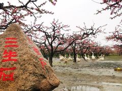 -樂桃源奉贤黄桃种植采摘基地