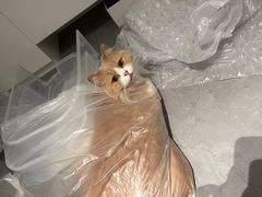 -创凡宠物医院·骨专科  猫科中心(西乡分院)