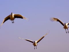 -盐城丹顶鹤湿地生态旅游区