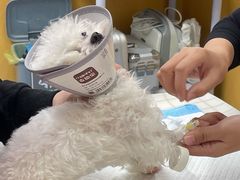 -美联众合动物医院(·中兽医·疑难杂症·严家桥分院)