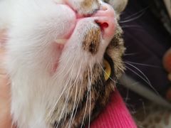 -纳吉亚猫专科动物医院·北北分院