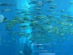 -亚特兰蒂斯•OSSIANO奥西亚诺海底餐厅