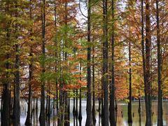 -白鹭湾湿地公园