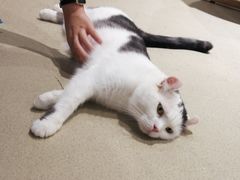 -藏猫猫咖啡主题馆(中央大道店)