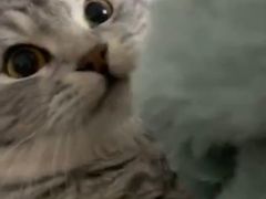 -袖虎·猫馆(体育西路店)