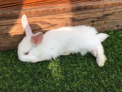 -萌宠亲子动物乐园(槐房万达店)