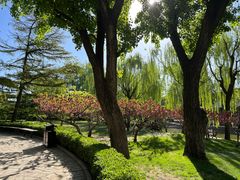 -团结湖公园