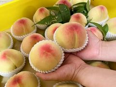 -老袁家蜜桃农场·阳山水蜜桃