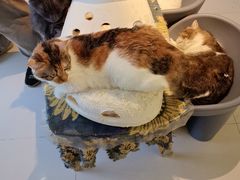 -平行世界·猫咖(首经贸店)