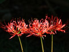 -白塘生态植物园