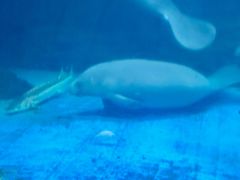 -烟台海昌鲸鲨海洋公园