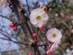 -无锡梅园公园