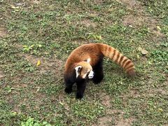 -石家庄市动物园