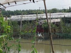 -马陆小张葡萄园农家乐