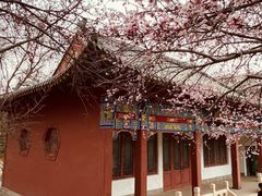 -桃花堤公园