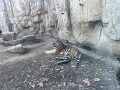 -上海野生动物园