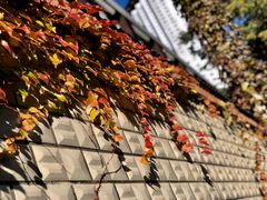 -三里屯东五街银杏大道