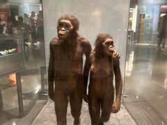 -美国自然历史博物馆