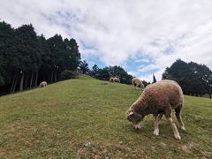 -神户市立六甲山牧场