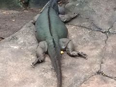 -奥兰多迪士尼动物王国乐园