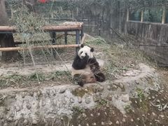 -成都动物园