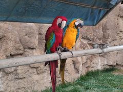 -西霞口神雕山野生动物世界