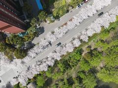 -高东镇樱花园