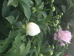 iphone_upload_pic-景山公园