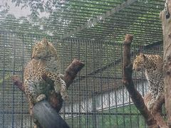 -深圳野生动物园