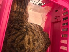 -纳吉亚猫专科动物医院·北北分院