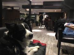 -百好乐宠物友好餐厅(朝外大街店)