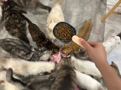-楼上猫咖(罗湖店)