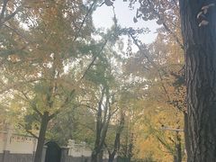 -八大关景区