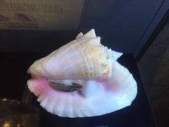 -贝壳梦幻世界