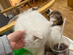 -滚猫咖啡·猫咖·猫友好撸猫(未来城店)