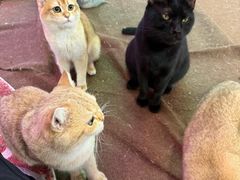 -大型宠物商超·宠海王国·宠物猫狗活体·用品·美容(新世界百货重庆店)