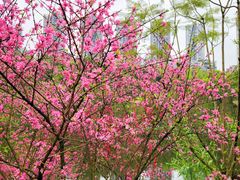 -重庆彩云湖湿地公园