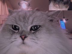 -猫友咖啡店(玉林西路店)