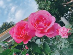 -橘子洲景区