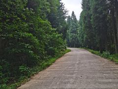 -武陵山森林公园