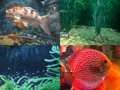 -上海海洋水族馆