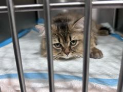 -艾吉宠物医院·疑难杂症转诊中心·猫友好(碧江路院)